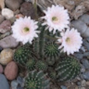 Meet your Posher, Dick